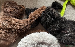 Australian Labradoodle dogs for sale: Reduced-Multigen Aussie Labradoodles curly/nonshed - Image 9