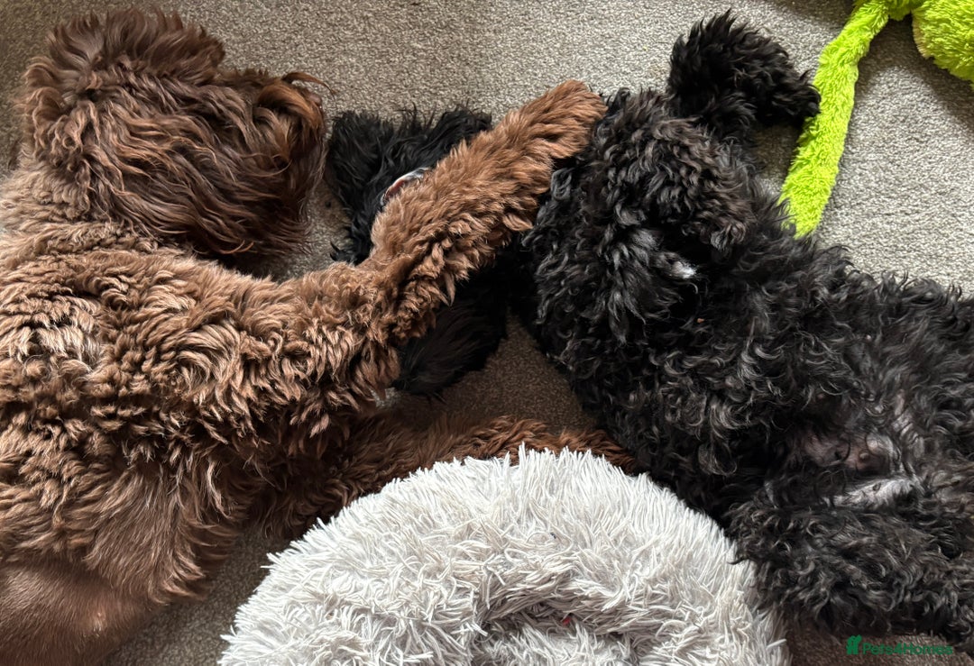 Australian Labradoodle dogs for sale: Reduced-Multigen Aussie Labradoodles curly/nonshed - Image 9