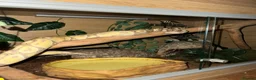 Python Snake reptiles for sale: Banana Royal Python - Male in Cambridge - Advert 3