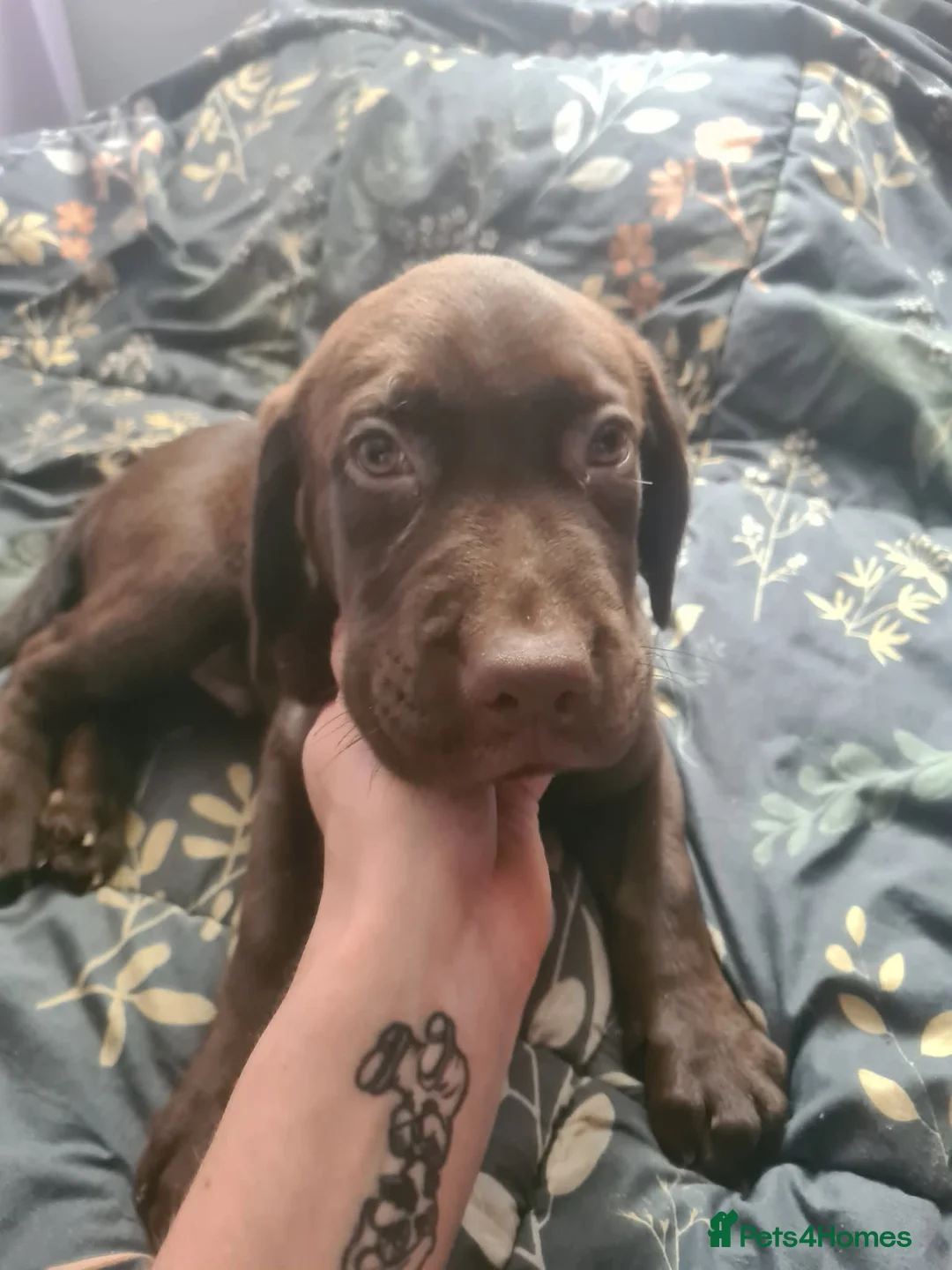 Labrador Retriever dogs for sale: Eduard Bielinskij  - Advert 2