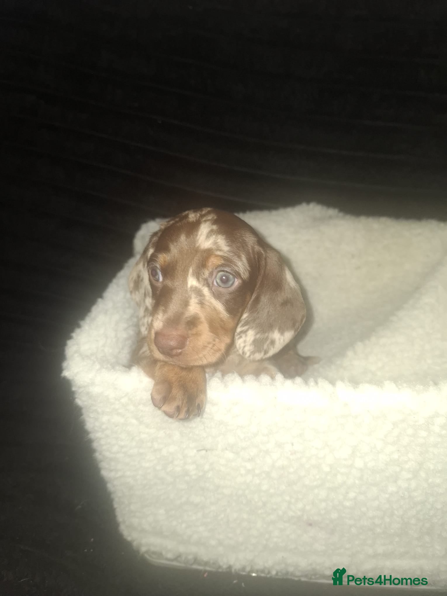 Dachshund Puppy 3