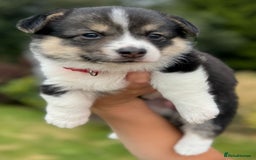 Welsh Corgi Pembroke dogs for sale: Champion bloodline KC reg. Pembrokes - Image 19