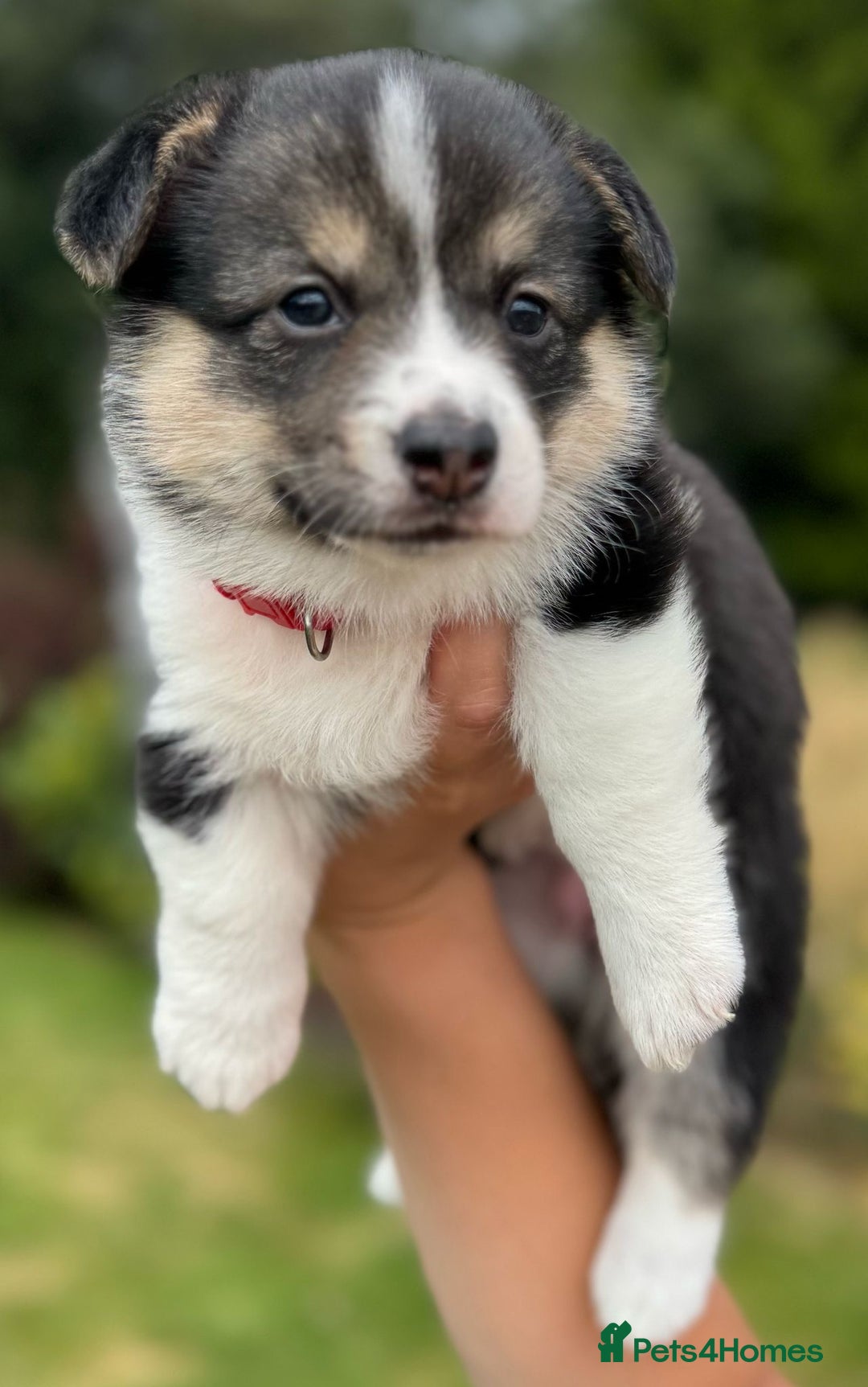 Welsh Corgi Pembroke dogs for sale: Champion bloodline KC reg. Pembrokes - Image 19