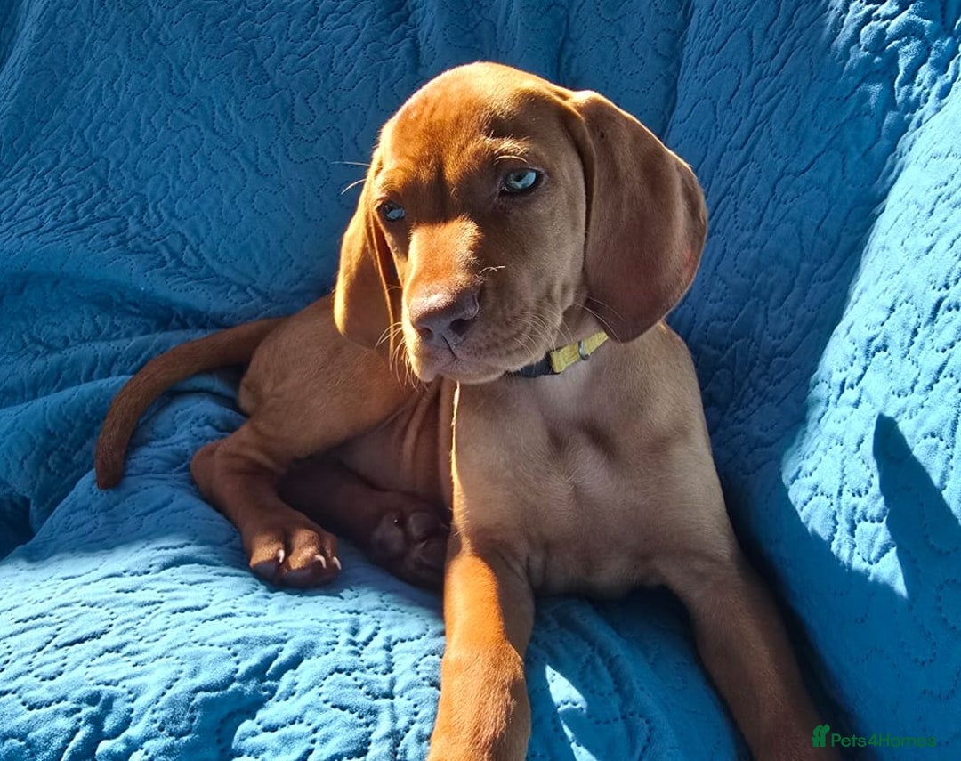 Hungarian Vizsla dogs for sale: Beautiful Hungarian Vizsla Puppies  in Sheerness - Image 15