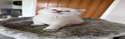 Scottish Fold cats for sale: Champion bloodlines Scottish Fold/Straight Kittens - Advert 9