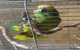 Parrots birds for sale: Male, Blue fronted Amazon - Image 2