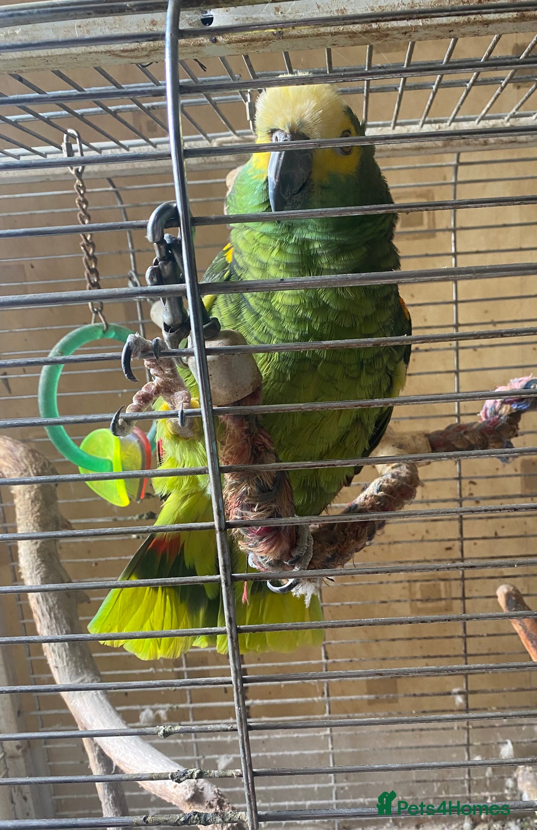 Parrots birds for sale: Male, Blue fronted Amazon - Image 2