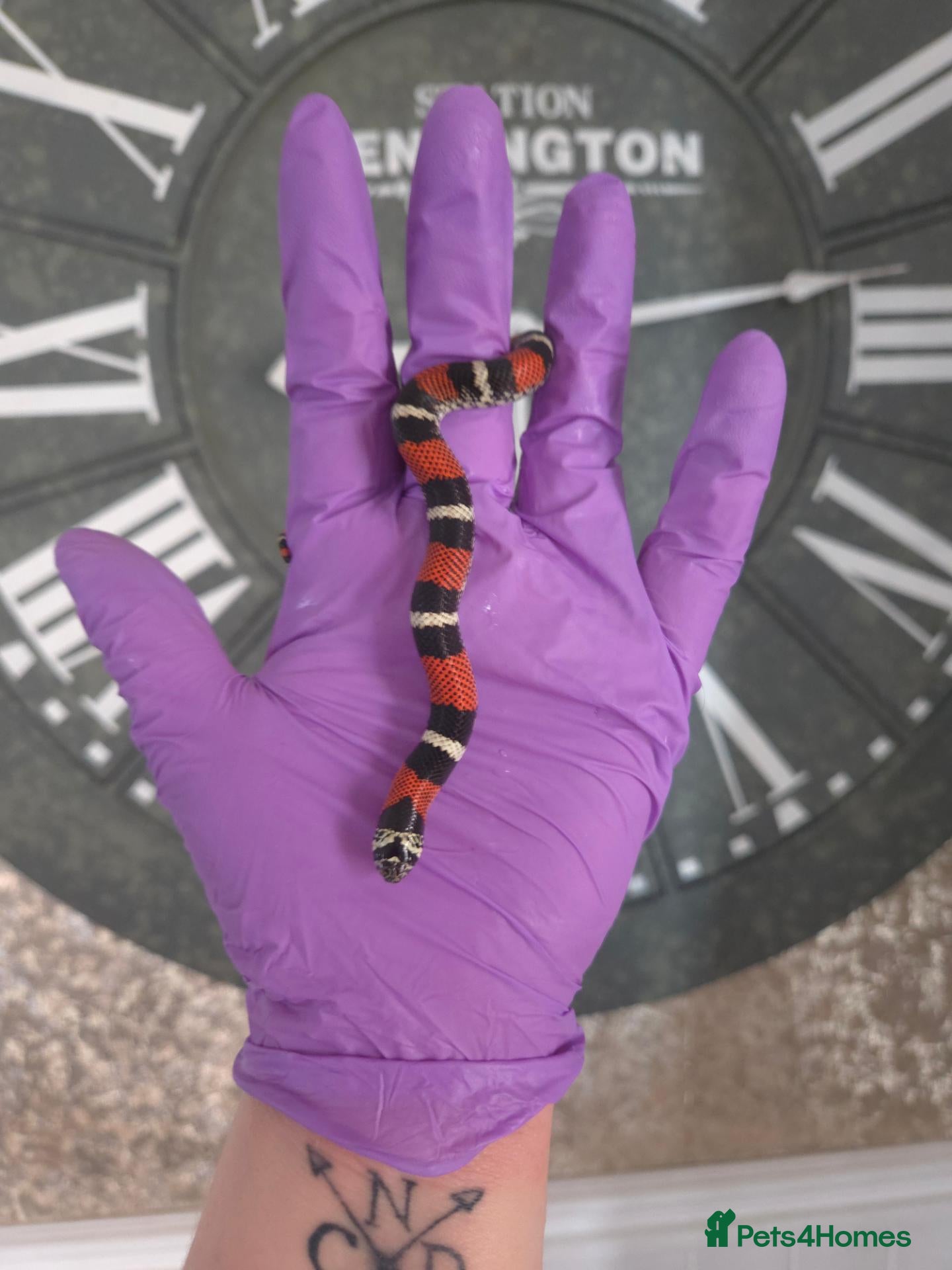 Mixed Breed reptiles Tri Colour Hognose Snakes  - Advert 2