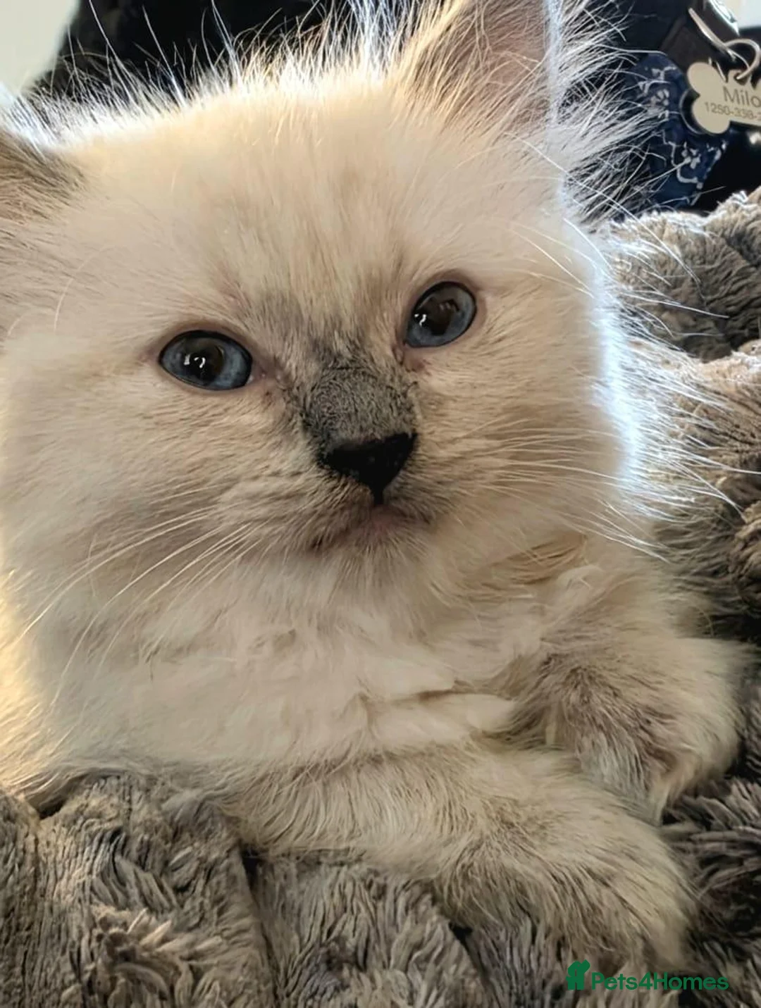Ragdoll cats for sale: 2 female baby ragdolls  - Advert 10