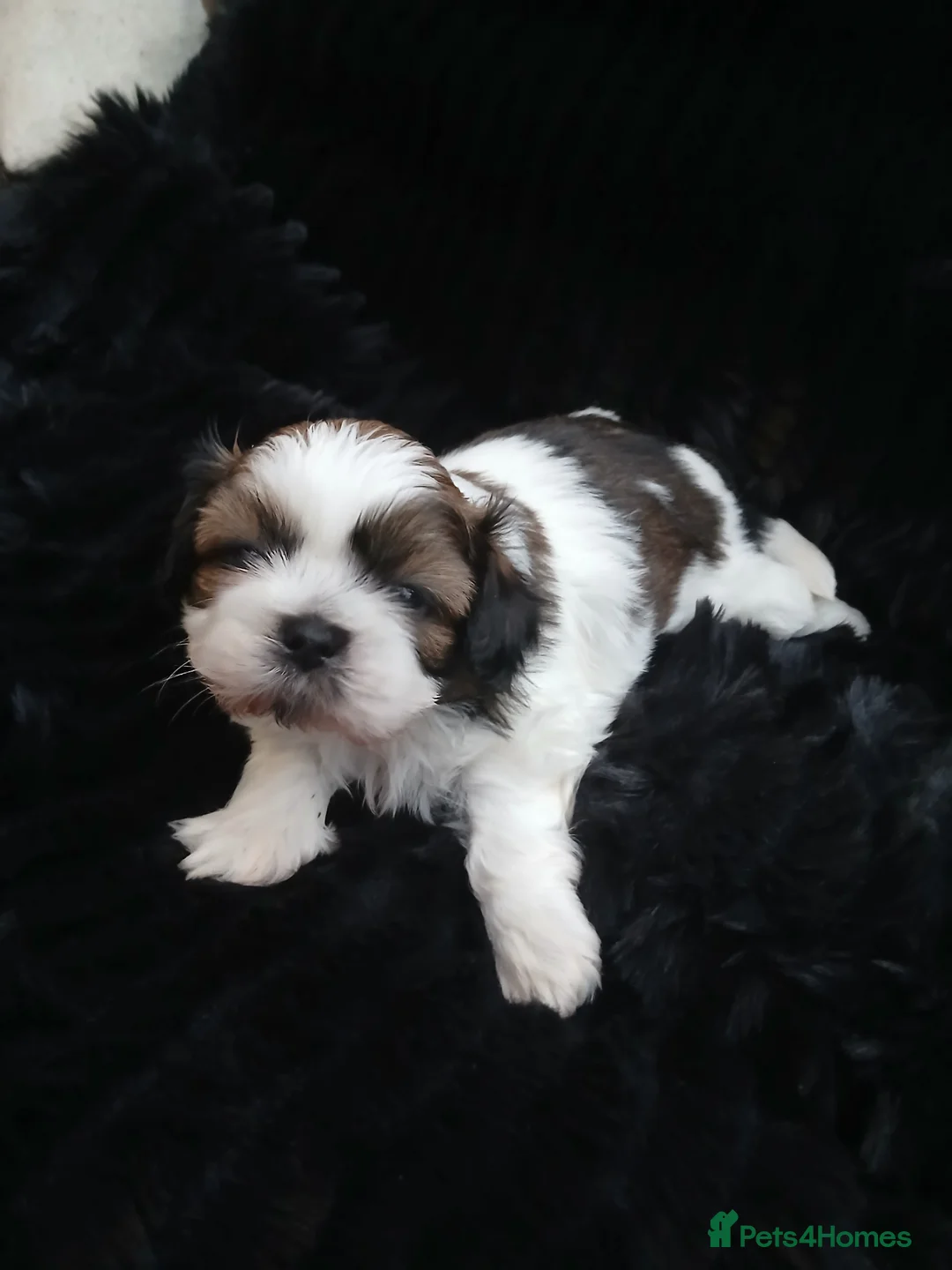 Shih Tzu dogs for sale: 4 Shih-tzu boy puppies for sale 1200/1300 - Advert 6