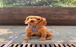 Cocker Spaniel dogs for sale: Pedigree Cocker Spaniel Puppies - Due Sept - Image 1
