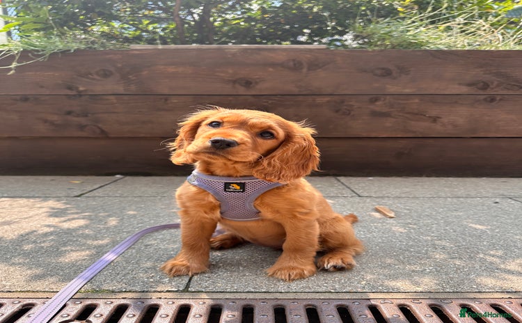Cocker Spaniel dogs - Advert 1