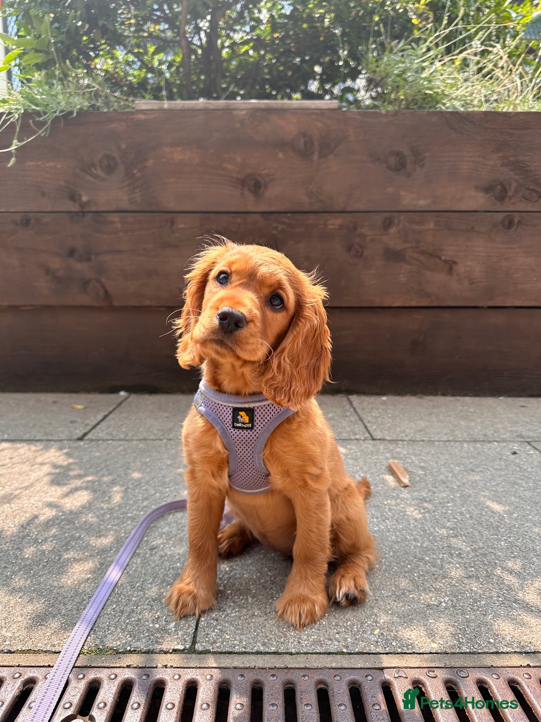 Cocker Spaniel dogs for sale: Pedigree Cocker Spaniel Puppies - Due Sept - Image 1