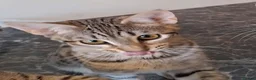 Savannah cats for sale: TICA SBTF7 Silver girl Europa very freindly speyed - Advert 11