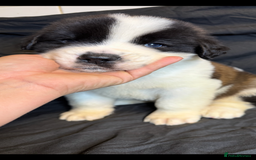 Saint Bernard dogs for sale: Saint Bernard puppies  - Image 2