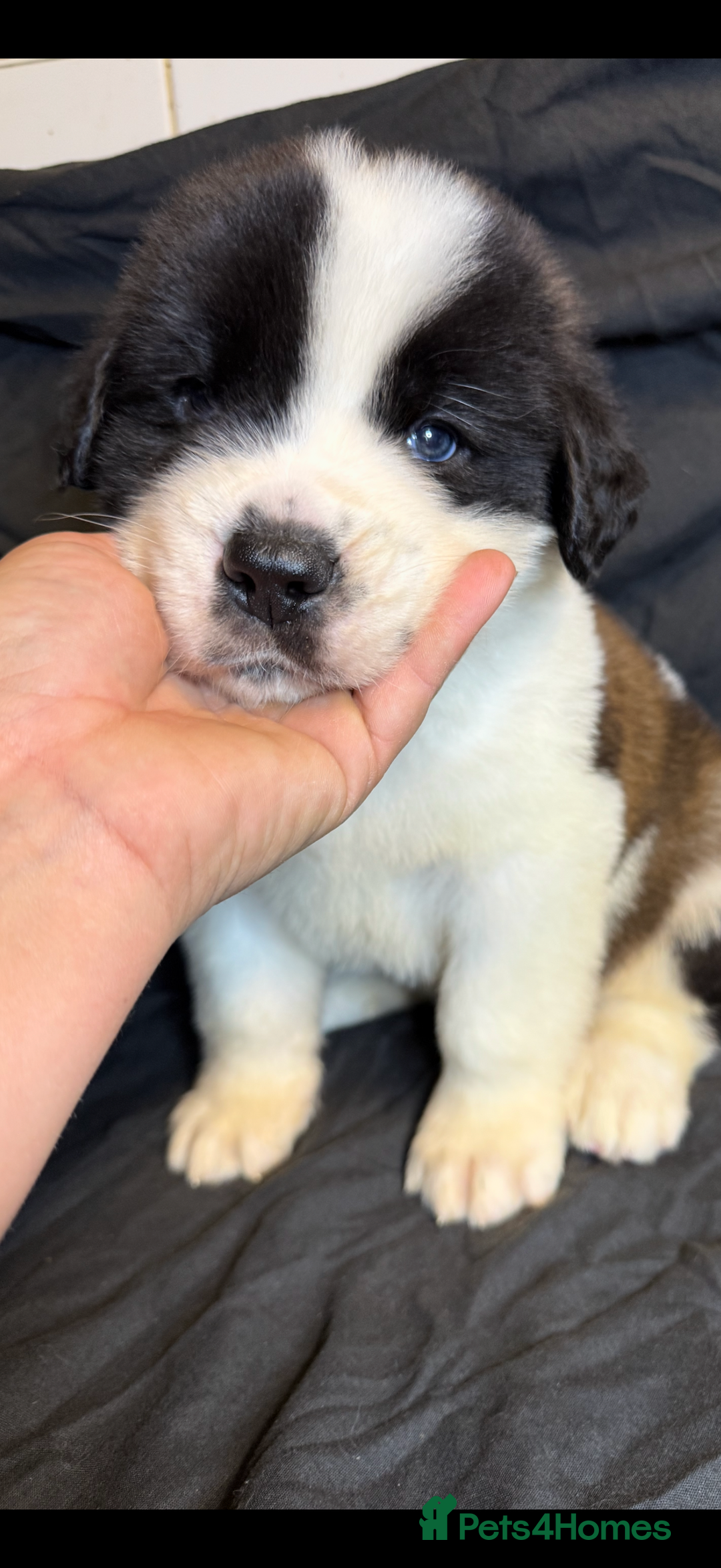 Saint Bernard dogs for sale: Saint Bernard puppies  - Image 2
