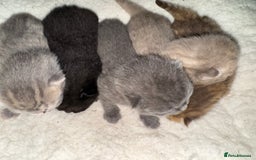 Brazilian Shorthair cats for sale: British shorthairs kittens - Image 6