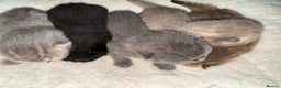 Brazilian Shorthair cats for sale: British shorthairs kittens - Advert 5