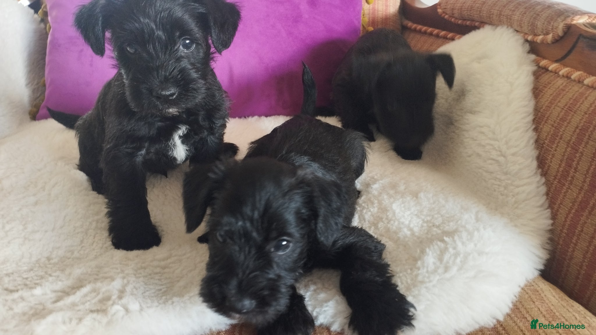 Miniature Schnauzer dogs for sale: Stunning Mini Schnauzers - Advert 11