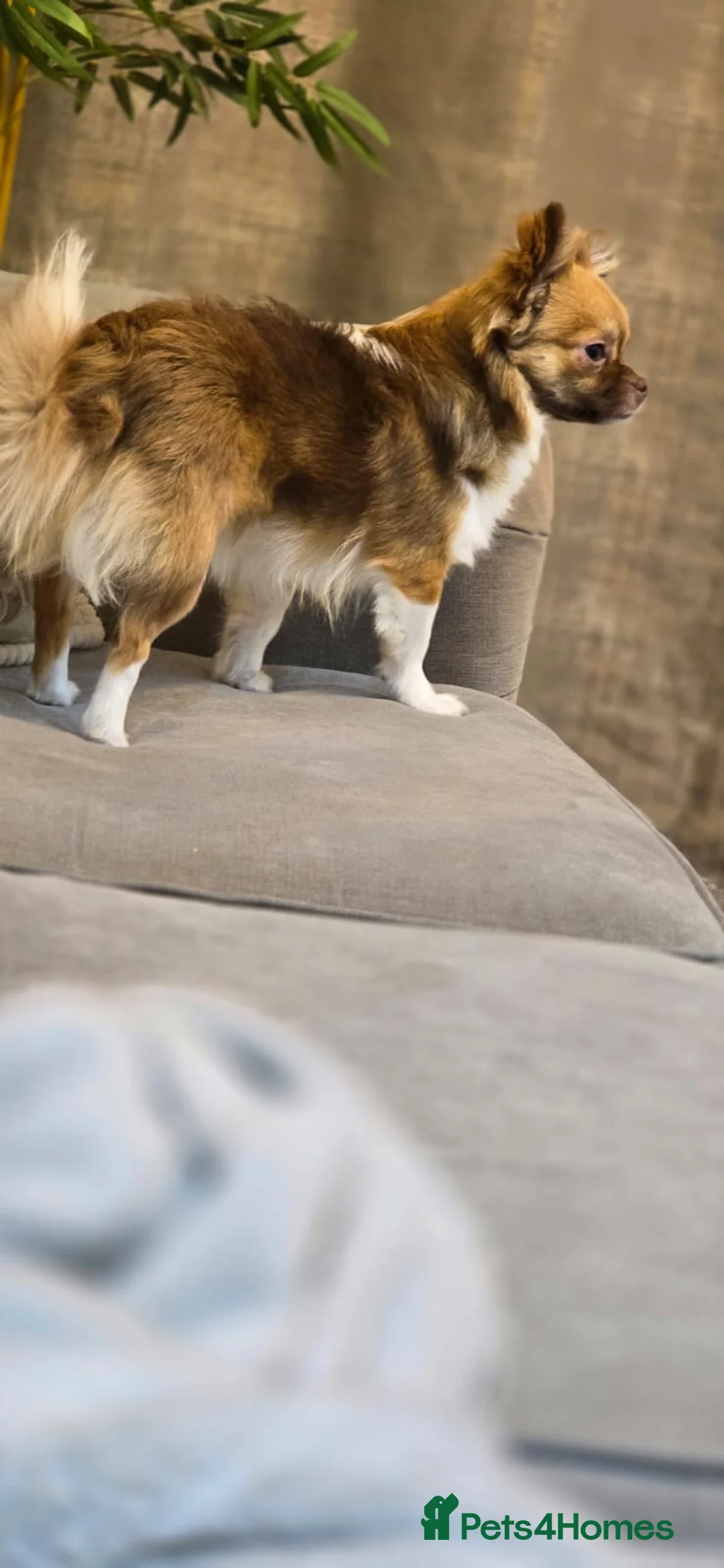 Chihuahua dogs for sale: Hairy chihuahua - Advert 8