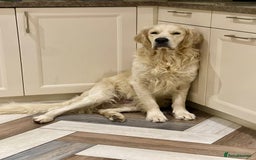 Goldendoodle dogs for sale: Stunning Goldendoodle puppies - Image 30