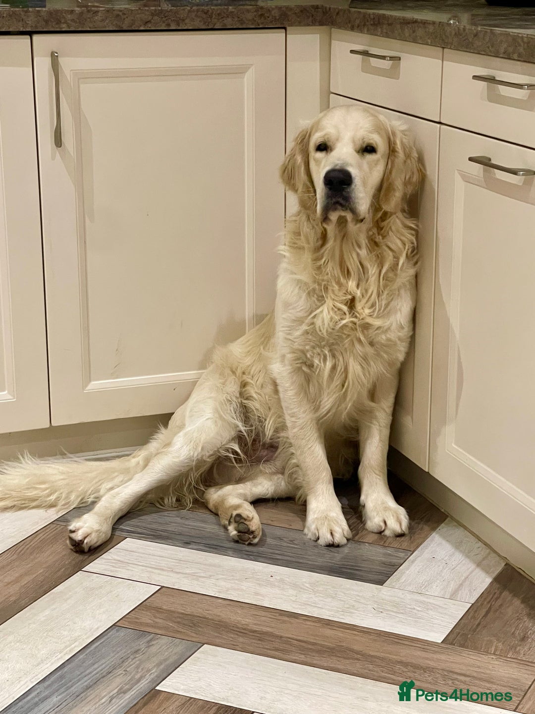 Goldendoodle dogs for sale: Stunning Goldendoodle puppies - Image 30