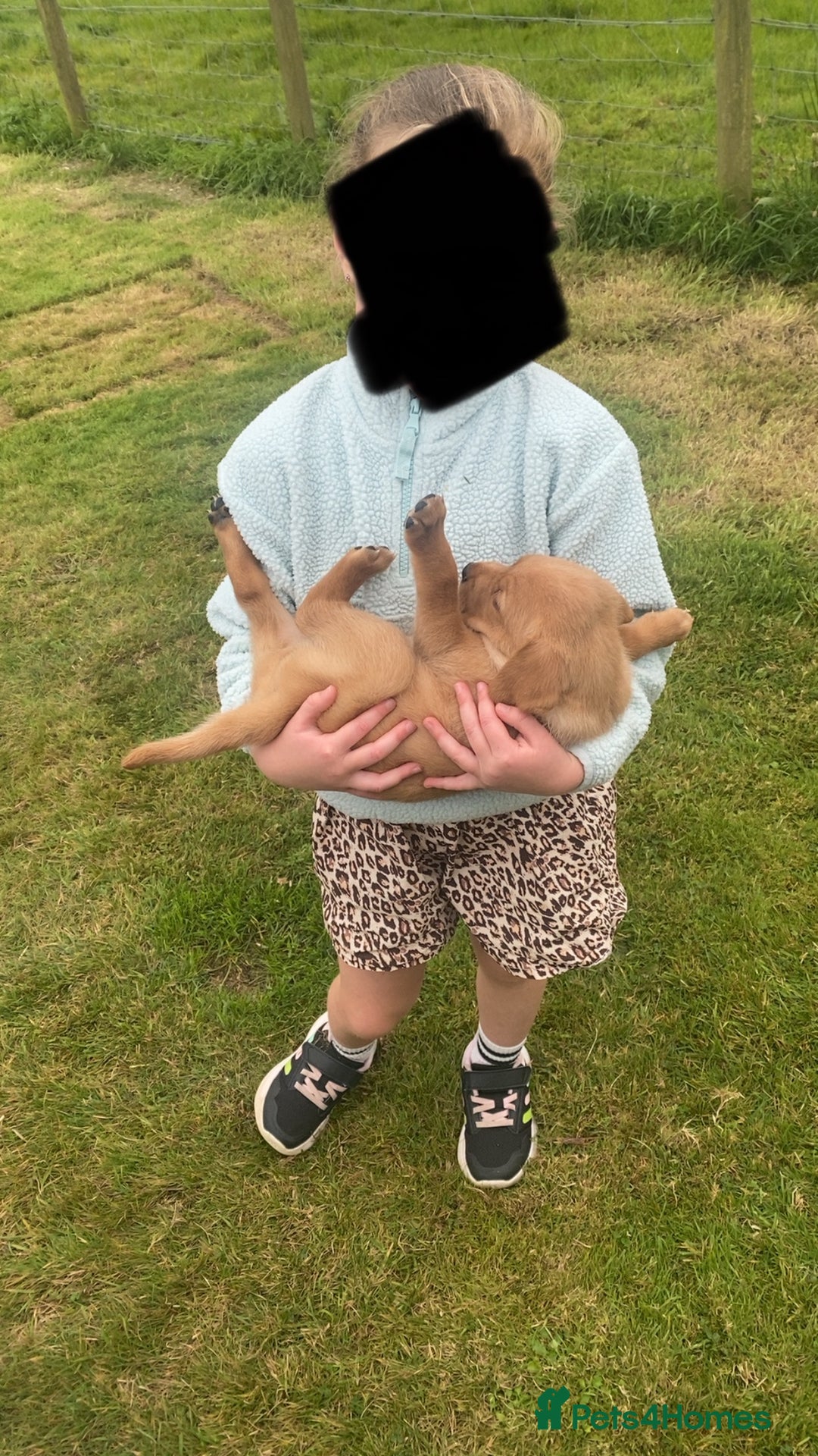 Mixed Breed dogs for sale: 8 Beautiful pups looking their forever home🥰 - Image 22