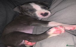 American Bully dogs for sale: American pocket bully  - Image 4