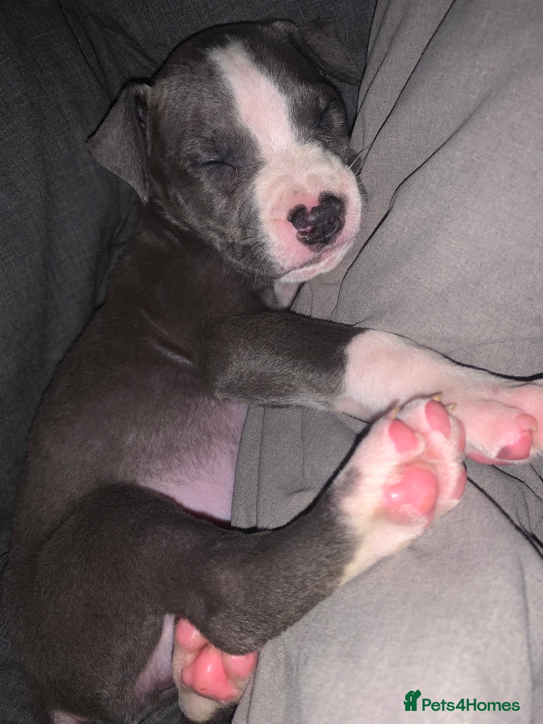 American Bully dogs for sale: American pocket bully  - Image 4