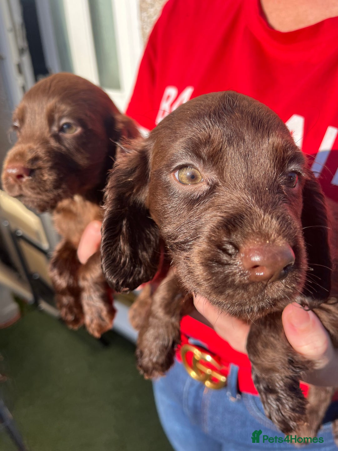Cocker Spaniel dogs for sale: ⭐️Cocker spaniel puppies ready now ⭐️ - Image 5