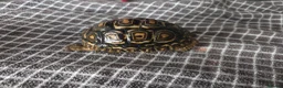 Tortoise reptiles for sale: Leopard tortoises  - Advert 5