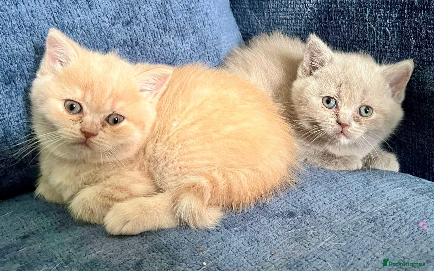 British Shorthair cats GCCF REGISTERED CHAMPION LINE BSH KITTENS - Advert 2