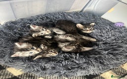 Maine Coon cats for sale: Maine coone kittens  - Image 3