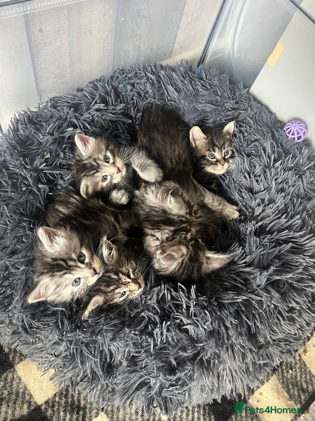 Maine Coon cats for sale: Maine coone kittens  - Image 3