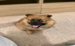 German Spitz dogs for sale: German spitz - Image 6