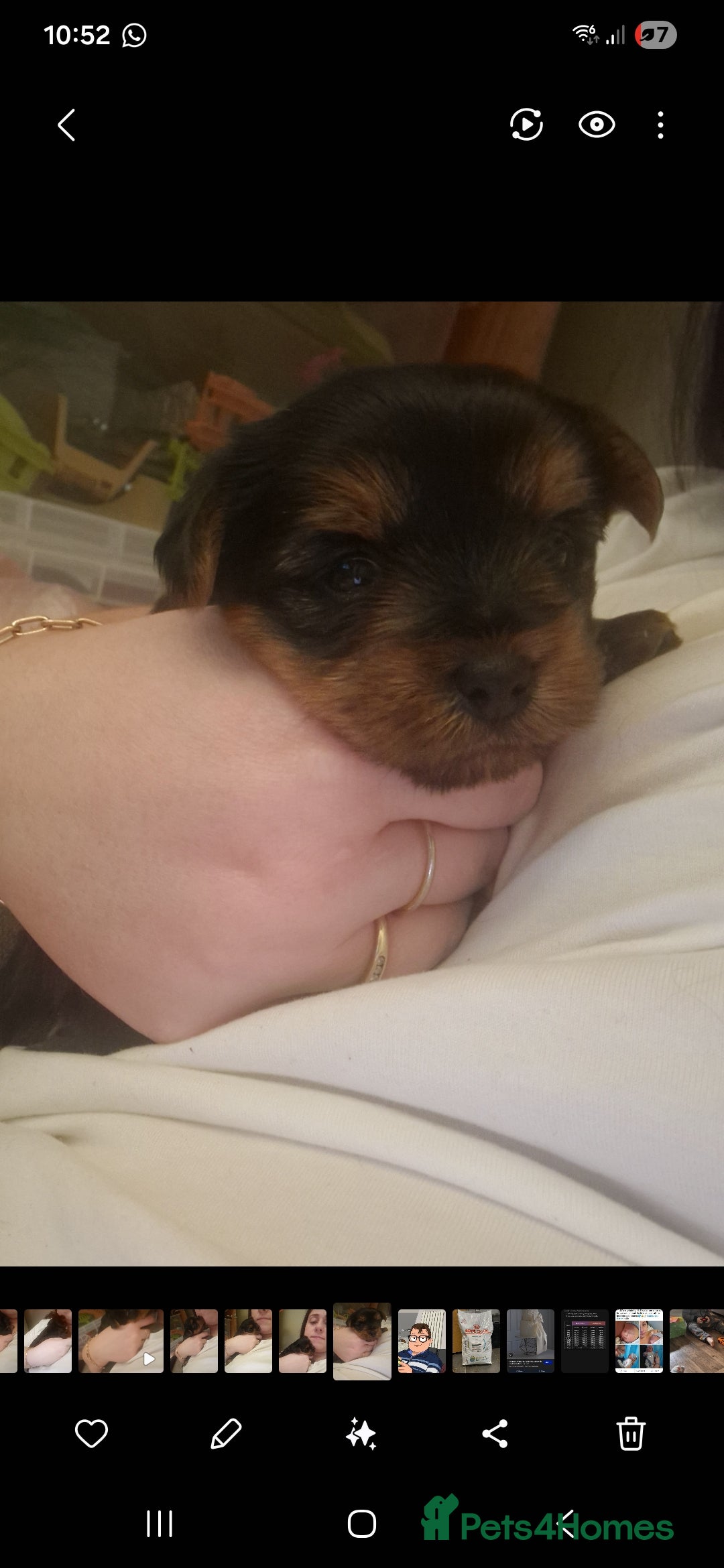 Yorkshire Terrier dogs Beautiful yorkshire terrier puppies for sale  - Advert 8