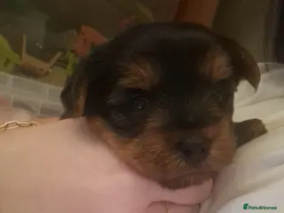 Yorkshire Terrier dogs Beautiful yorkshire terrier puppies for sale - Advert 8