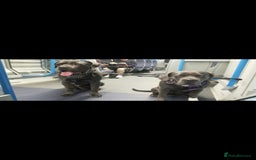 Cane Corso dogs for sale: Beautiful Blue Cane Corso Puppies - Image 15