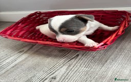 Jack Russell dogs for sale: Miniature Jack Russell’s   - Image 15