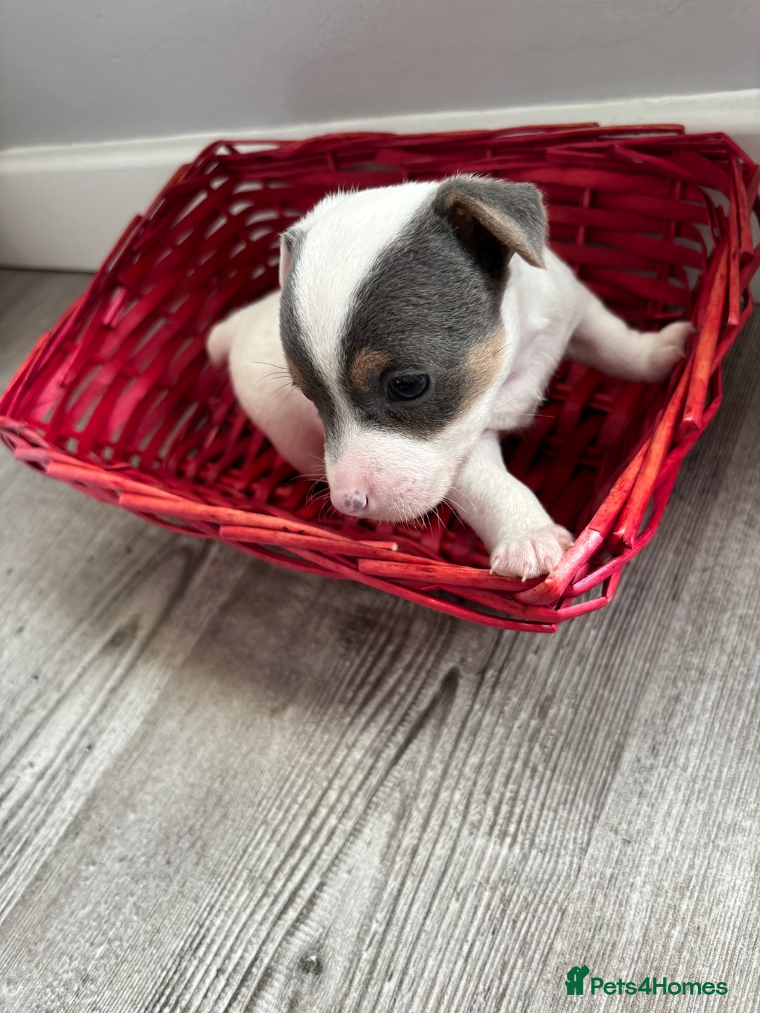 Jack Russell dogs for sale: Miniature Jack Russell’s   - Image 15