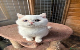 British Shorthair cats for sale: British Shorthair kittens - Image 21