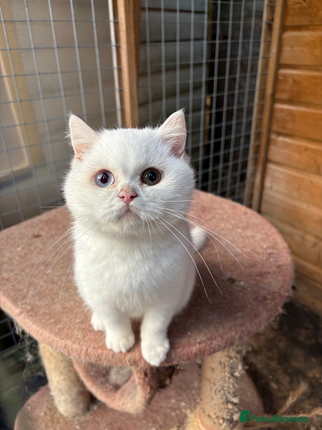 British Shorthair cats for sale: British Shorthair kittens - Image 21