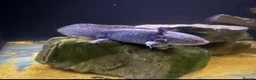 Axolotl reptiles for sale: Axolotls Golden & Wild Type King’s Lynn in King's Lynn - Advert 1