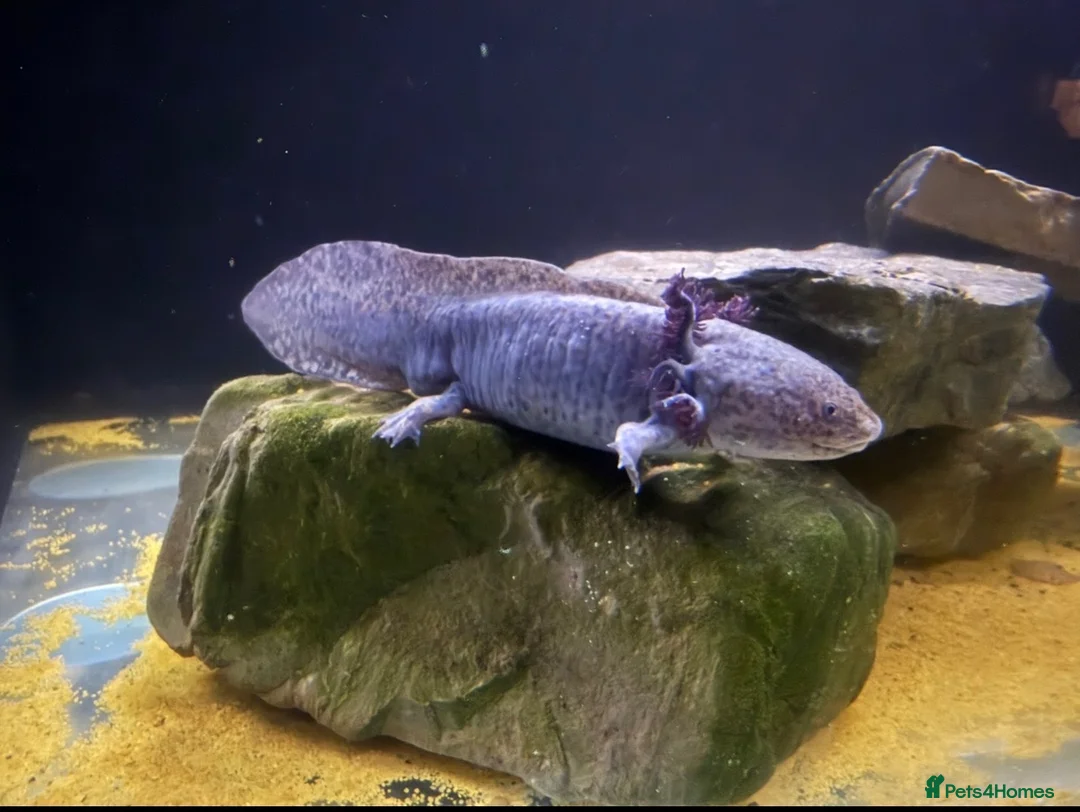 Axolotl reptiles for sale: Axolotls Golden & Wild Type King’s Lynn in King's Lynn - Advert 1