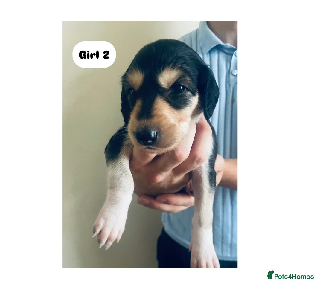 Saluki dogs for sale: KC registered Saluki puppies - Image 4