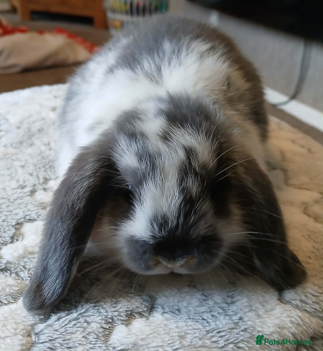 Mini Lop rabbits for sale: Pure bred Mini Lops for sale  - Advert 2