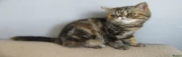 Exotic cats for sale:  Beautiful Exotic female kittens - Advert 19