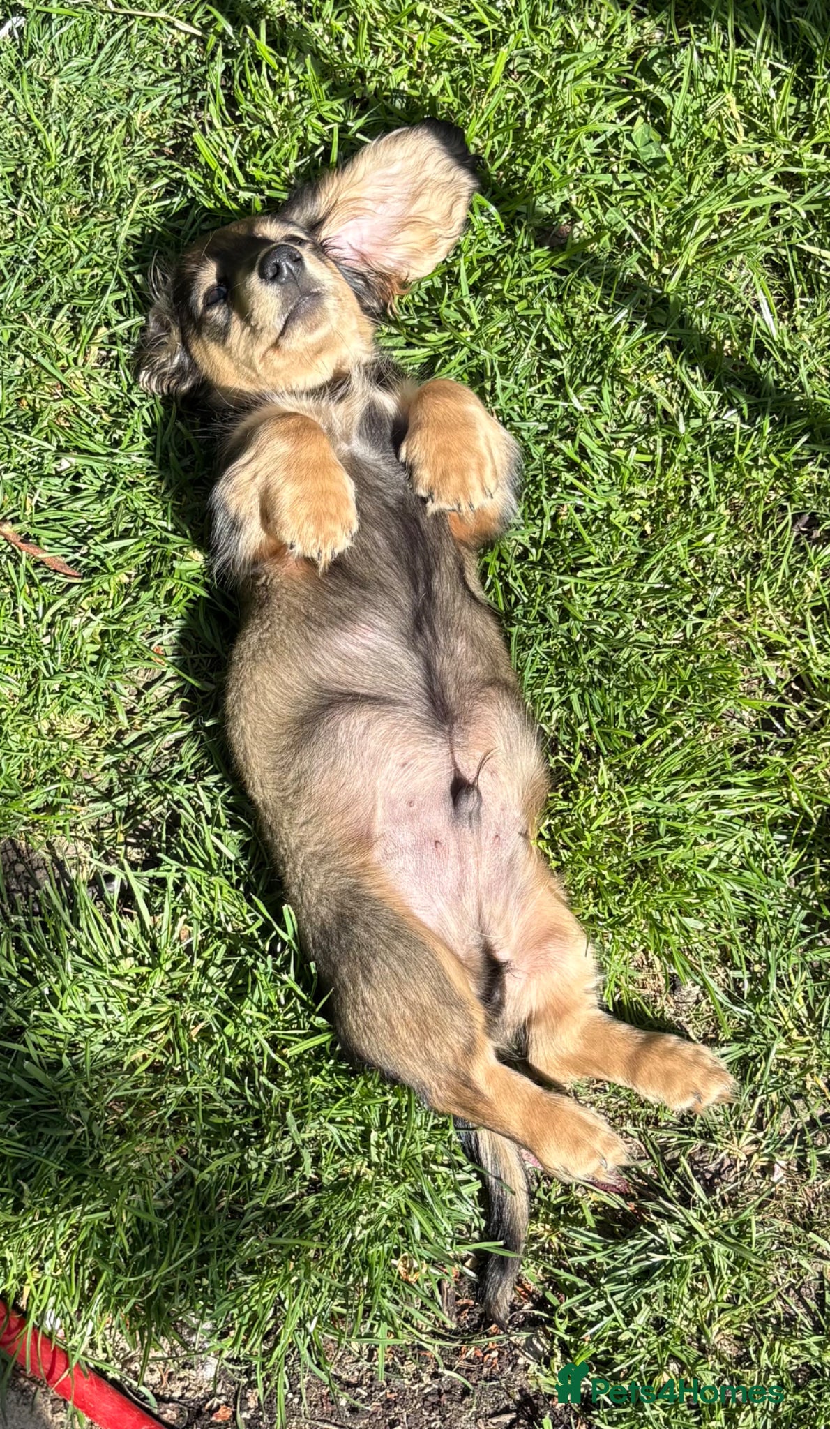 Miniature Dachshund dogs Miniature Longhaired Dachshunds  - Advert 2