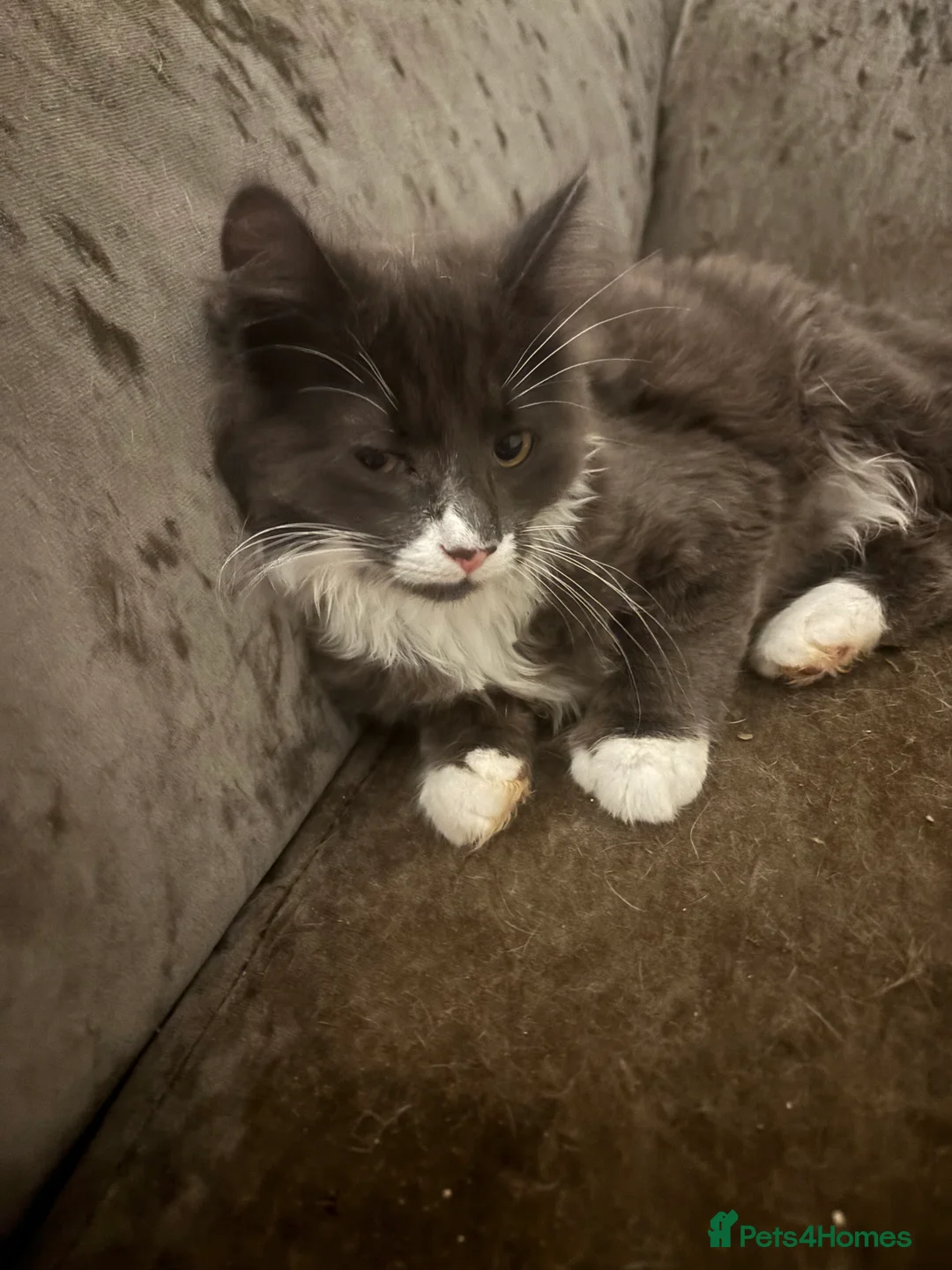 Ragdoll cats for sale: Ragdoll  - Advert 1