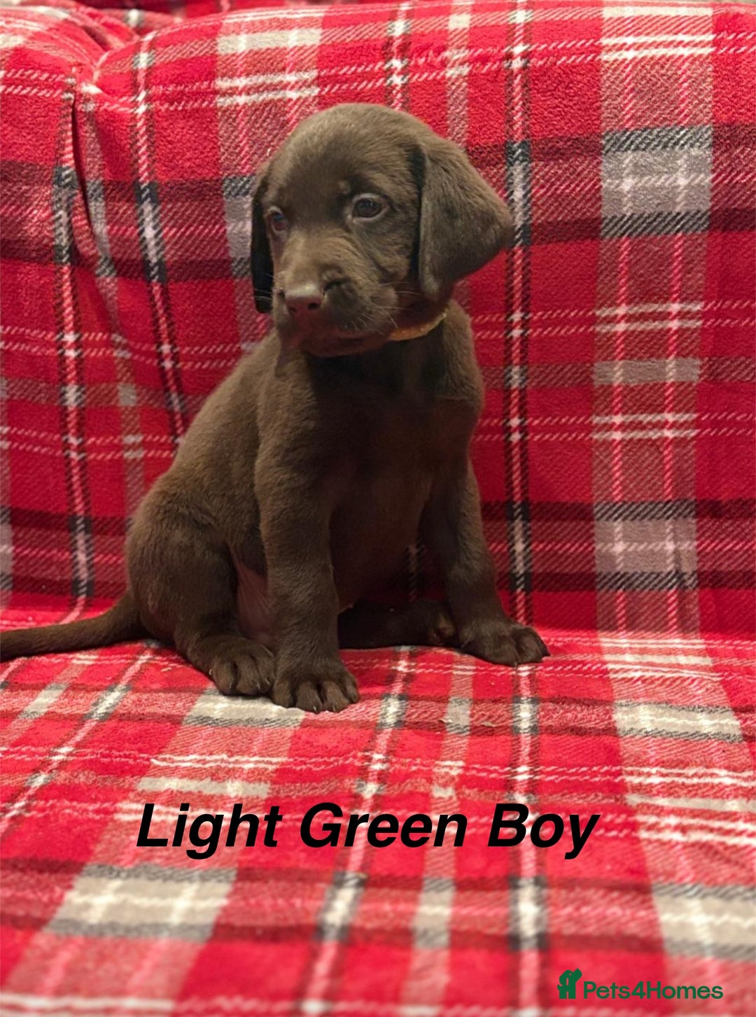 Labrador Retriever dogs for sale: Beautiful KC Chocolate Labrador Retriever puppies - Advert 10